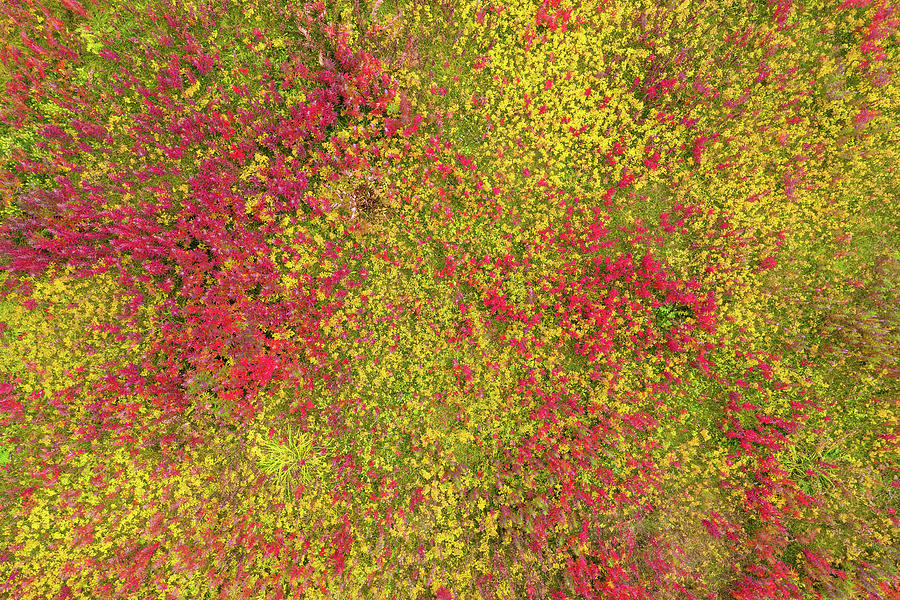 Top View On Red And Yellow Grass Background Photograph by Mikhail Kokhanchikov
