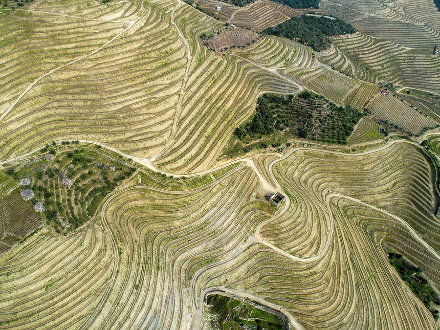 Top view on terraced vineyards Douro Photograph by Mikhail Kokhanchikov