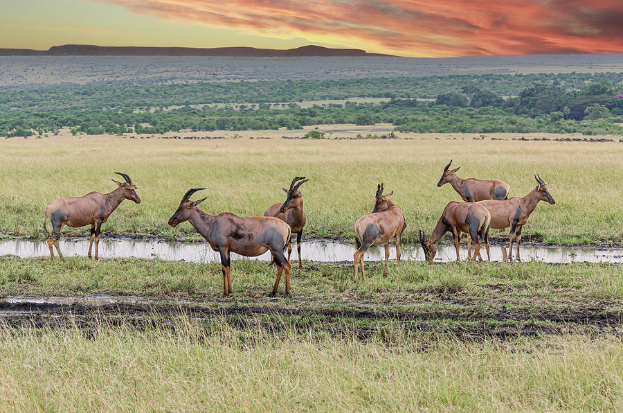 Topi Herd Photograph by Pravine Chester