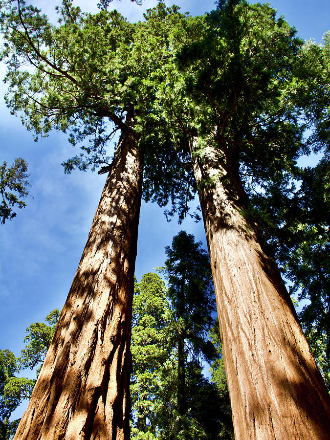 Tops of Twin Sequoia Trees in Sequoia National Park, California Photograph by Ruth Hager