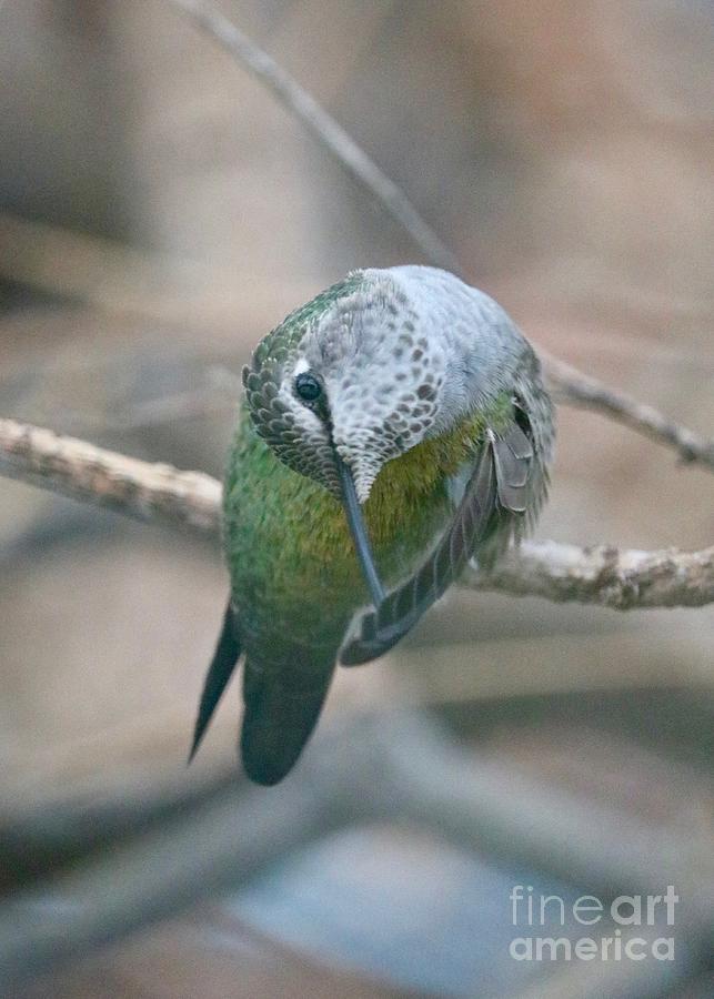 Topsy Turvy Hummingbird Photograph by Carol Groenen
