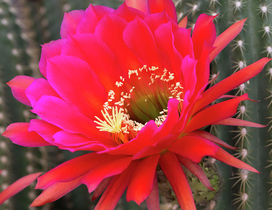 Torch Cactus Trichocereus Grandiflorus Photograph By Rosemary Woods