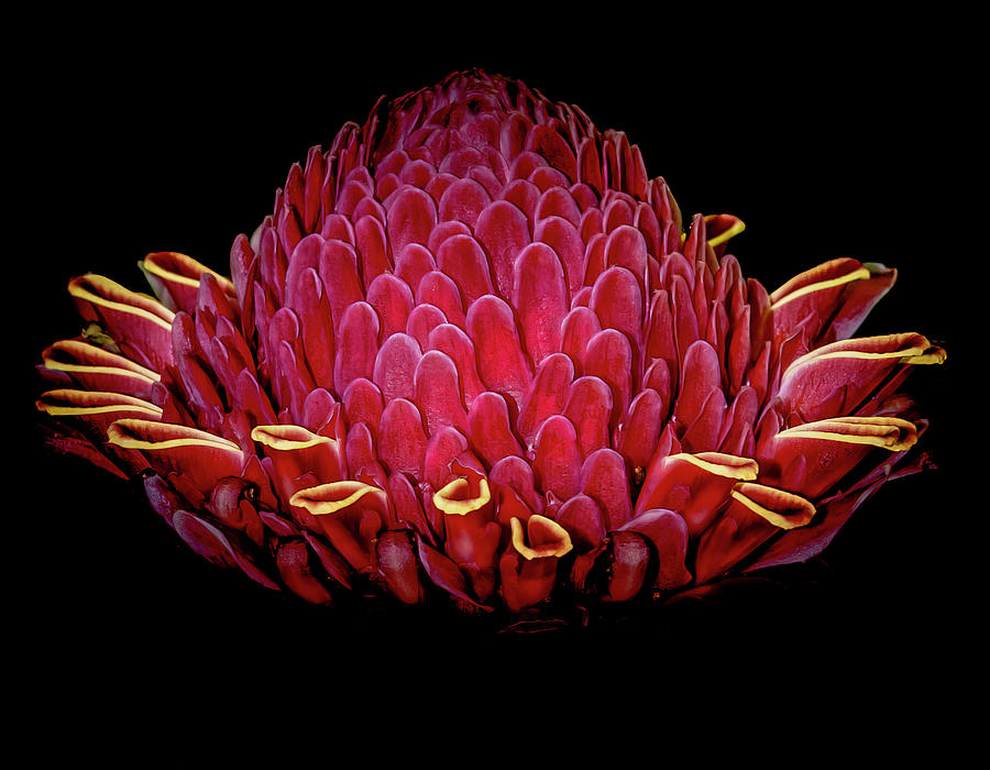 Torch Ginger Photograph by Alan Hart