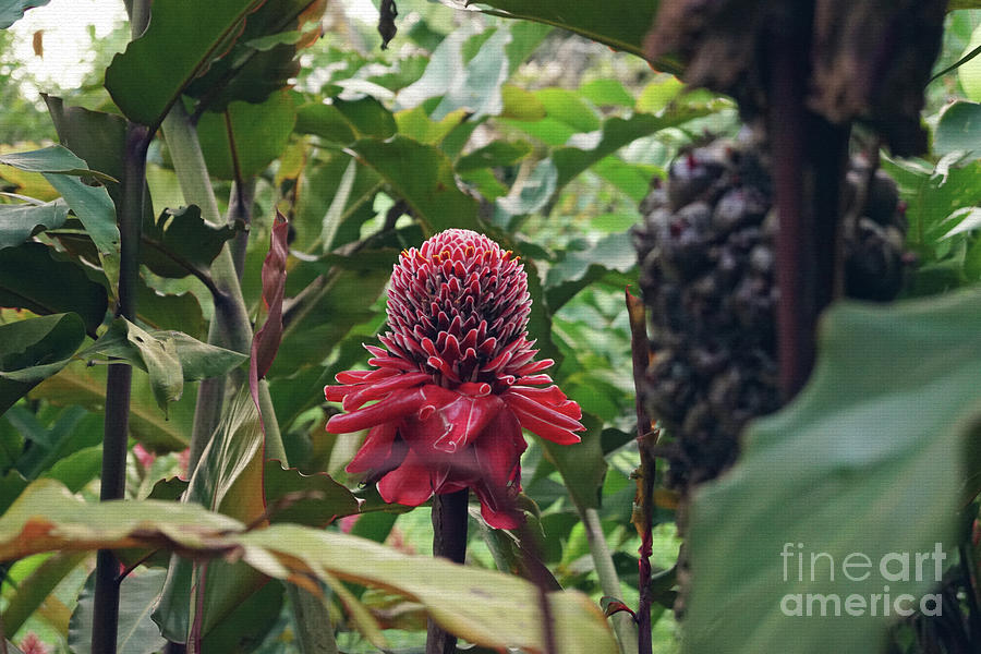 Torch Ginger Photograph