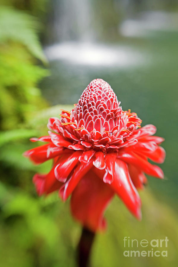 Torch Ginger Photograph by David Olsen