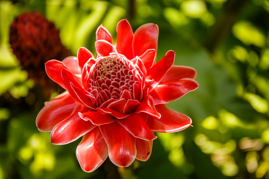 Torch ginger flower Photograph by Photonewman