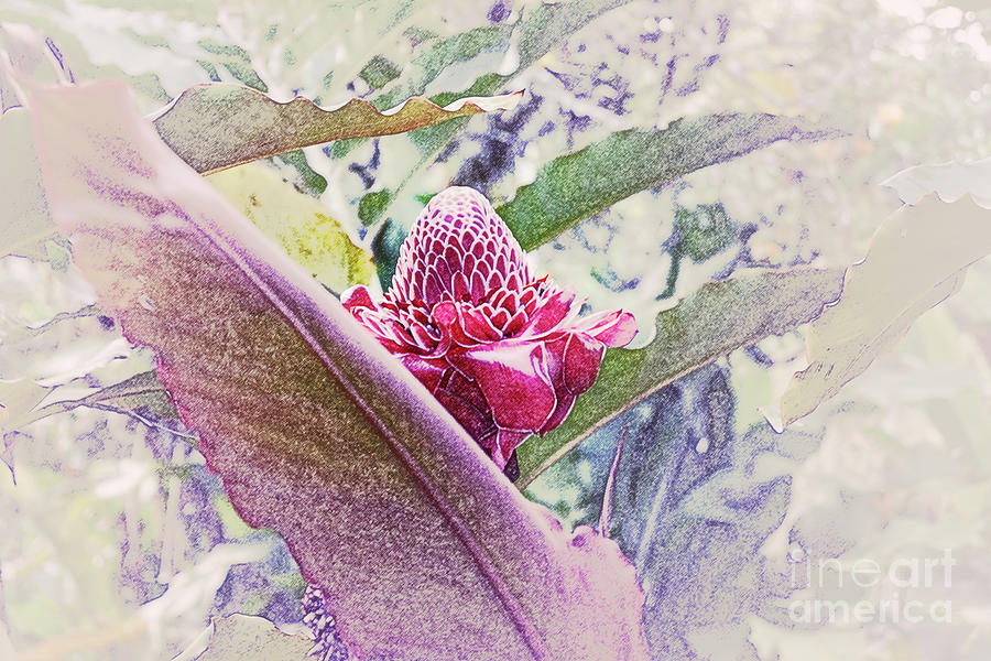 Torch Ginger I Photograph by Cassandra Buckley