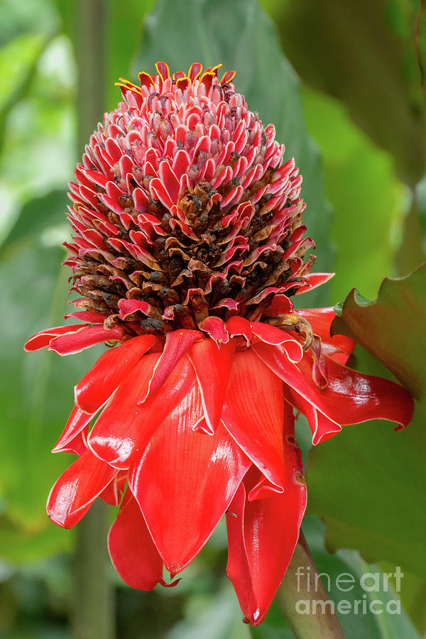 Torch Ginger Photograph by Nancy Gleason