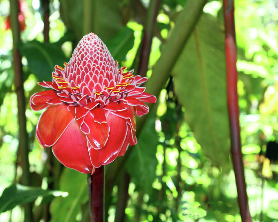 Torch Ginger of Maui Photograph by Daniel Baralt | Pixels