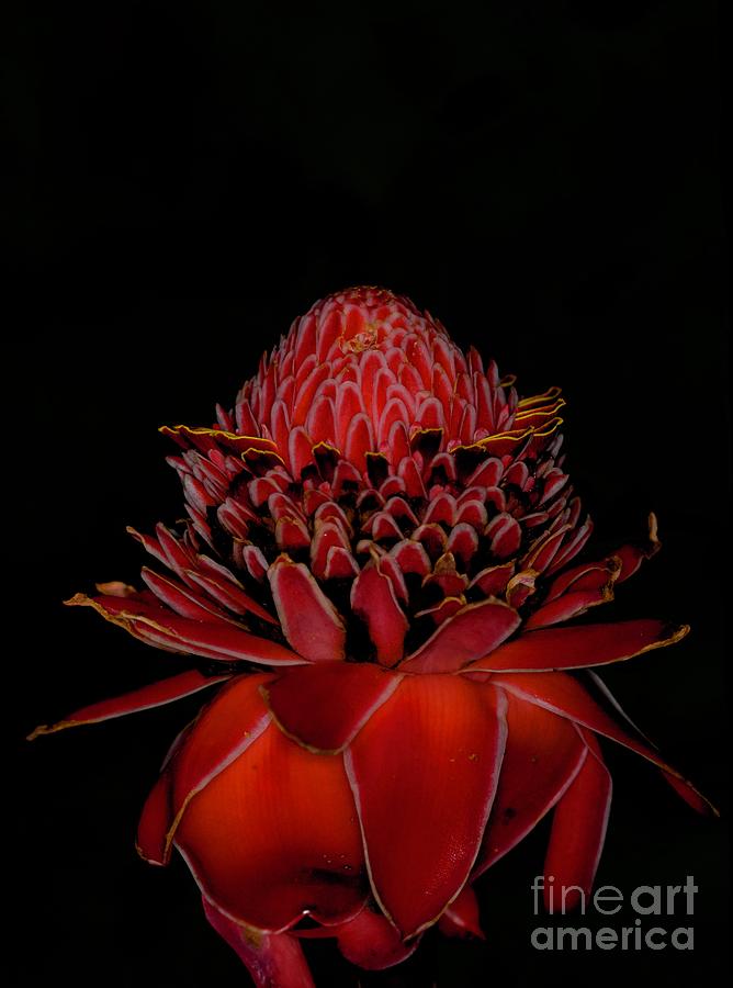 Torch Ginger Photograph by Patrick Nowotny