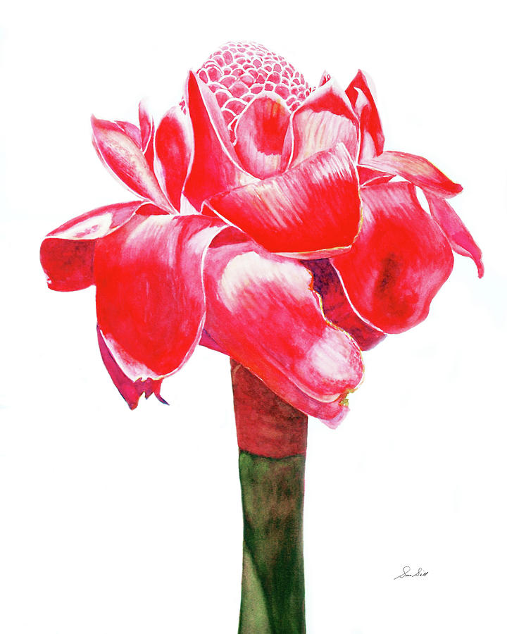 Nature Painting - Torch Ginger by Sue Sill
