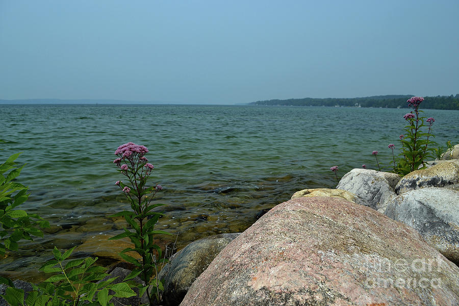 Torch Lake  Summer Flowers  Photograph by Amy Lucid