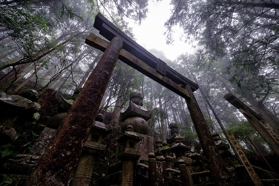 Torii in the forest Photograph by Laurent Ibanez