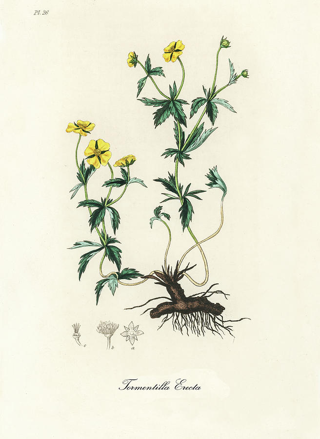Nature Digital Art - Tormentilla Erecta - Tormentil - Medical Botany - Vintage Botanical Illustration - Plants and Herbs by Studio Grafiikka