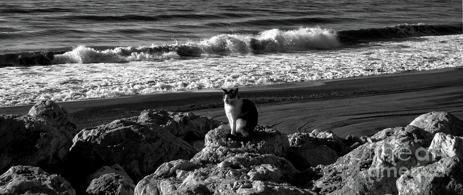 Torremolinos cat in black and white Photograph by Pics By Tony