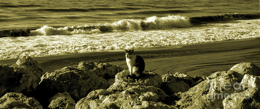 Torremolinos cat in Speia and grey Photograph by Pics By Tony