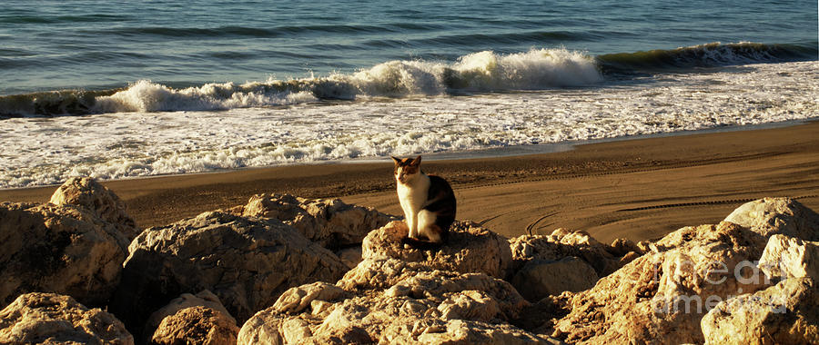 Torremolinos cat in the sun Photograph by Pics By Tony