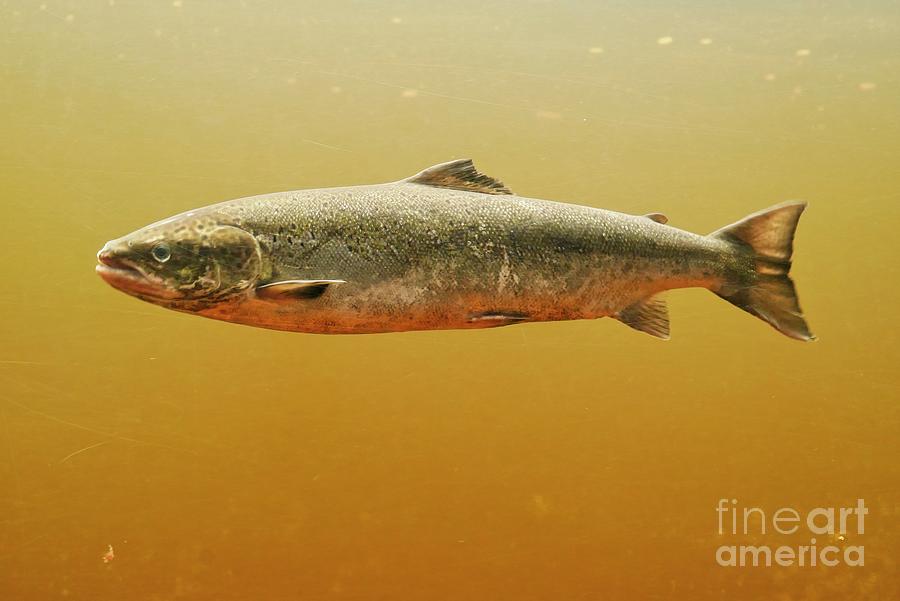 Torrent River fishway Photograph by Doug Goodman - Fine Art America