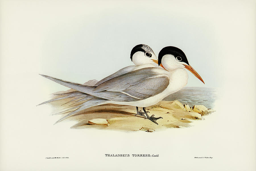 John Gould Drawing - Torres Tern, Thalasseus Torresii by John Gould