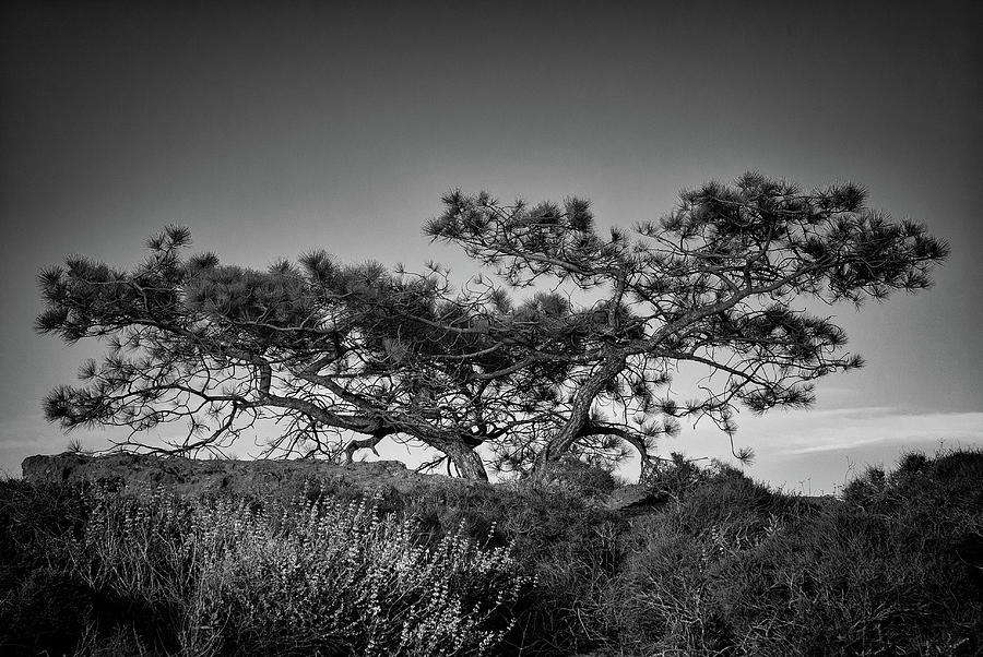 Torrey Pine Photograph by Joseph Smith