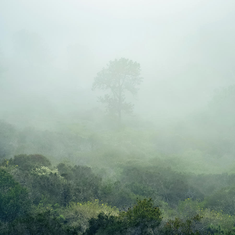 Torrey Pine Lost in Fog Photograph by Alexander Kunz