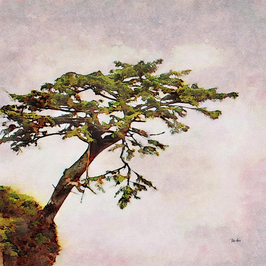 Torrey Pine Tree On A Rock Painting