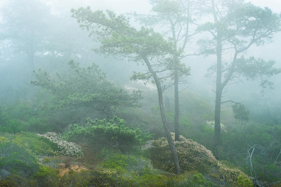 Torrey Pines and Buckwheat in Fog Photograph by Alexander Kunz