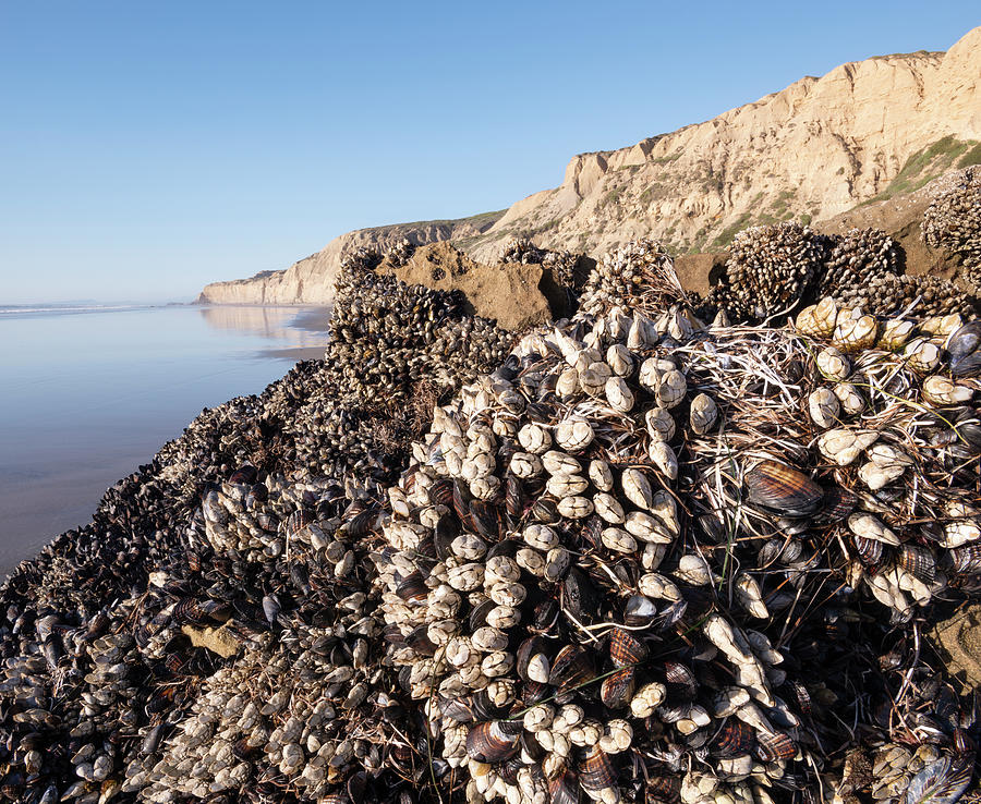 San Diego Photograph - Torrey Pines Barnacles and Muscles by William Dunigan