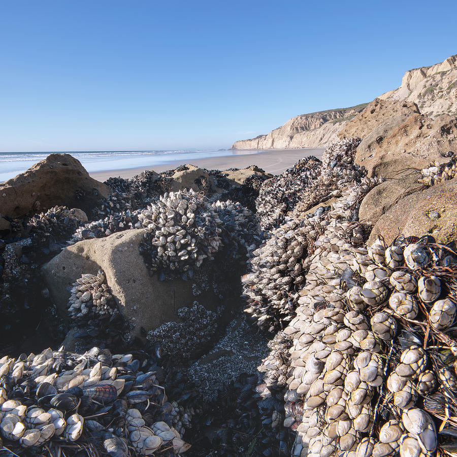 San Diego Photograph - Torrey Pines Barnacles Looking North by William Dunigan