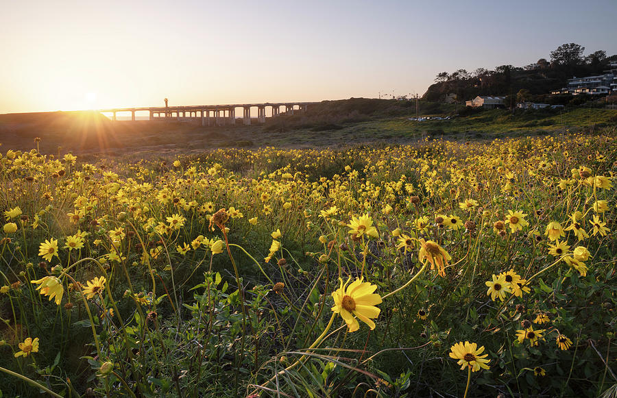 San Diego Photograph - Torrey Pines Bridge and Wildflowers by William Dunigan