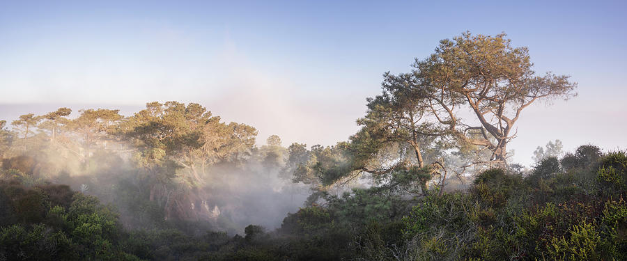 San Diego Photograph - Torrey Pines Foggy Tree Panorama by William Dunigan
