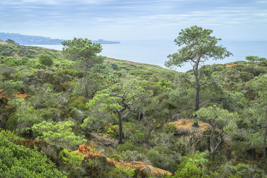 Torrey Pines in Maritime Chaparral Photograph by Alexander Kunz