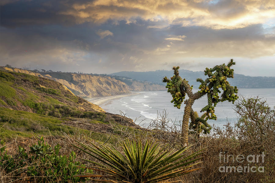 Torrey Pines view, San Diego California Photograph by Delphimages Photo Creations