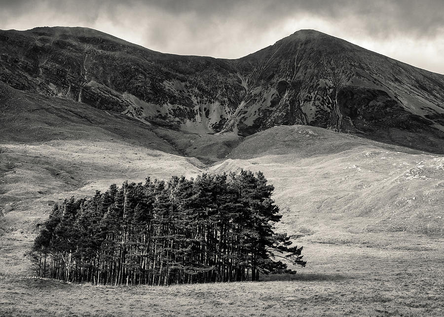 Tree Photograph - Torridon Trees by Dave Bowman