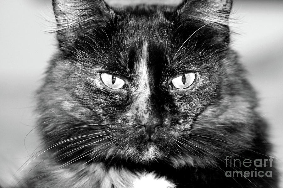 Tortitude in Black and White Photograph by Tina Uihlein