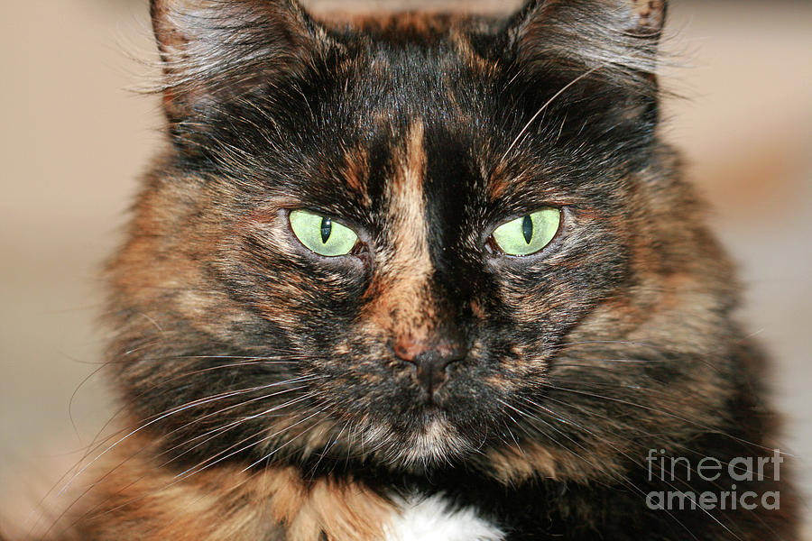 Tortitude Photograph by Tina Uihlein