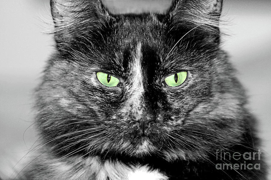 Tortitude with Green Eyes Digital Art by Tina Uihlein