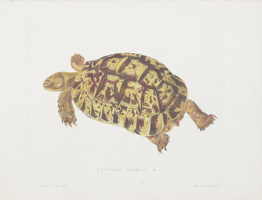 Tortoise - 1872 Digital Art by Kim Kent