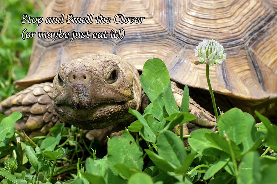 Tortoise and Clover  Photograph by Mark Berman