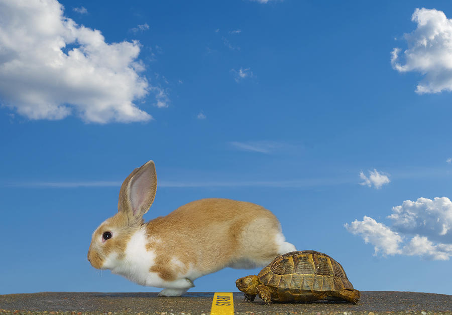 Tortoise and Hare, Start Photograph by Don Farrall