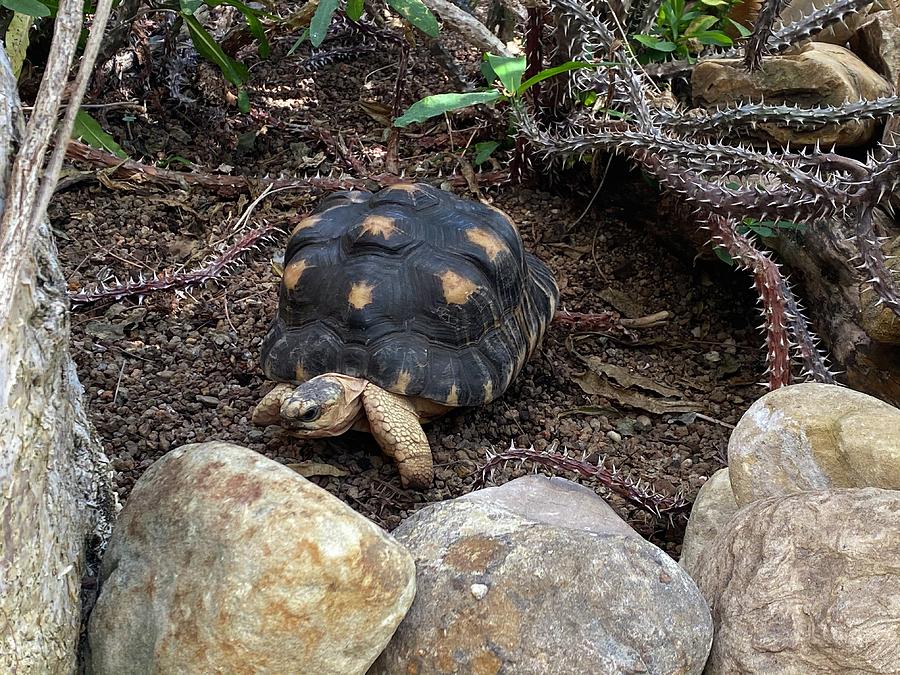 Tortoise at the Garden Photograph by Lindsay Walsh - Fine Art America