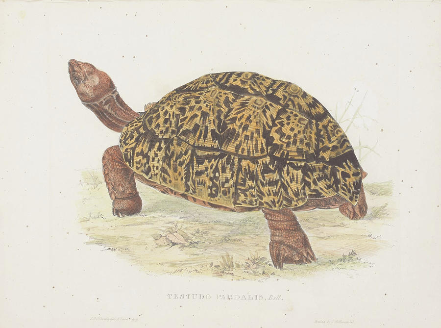 Tortoise c. 1872 Digital Art by Kim Kent