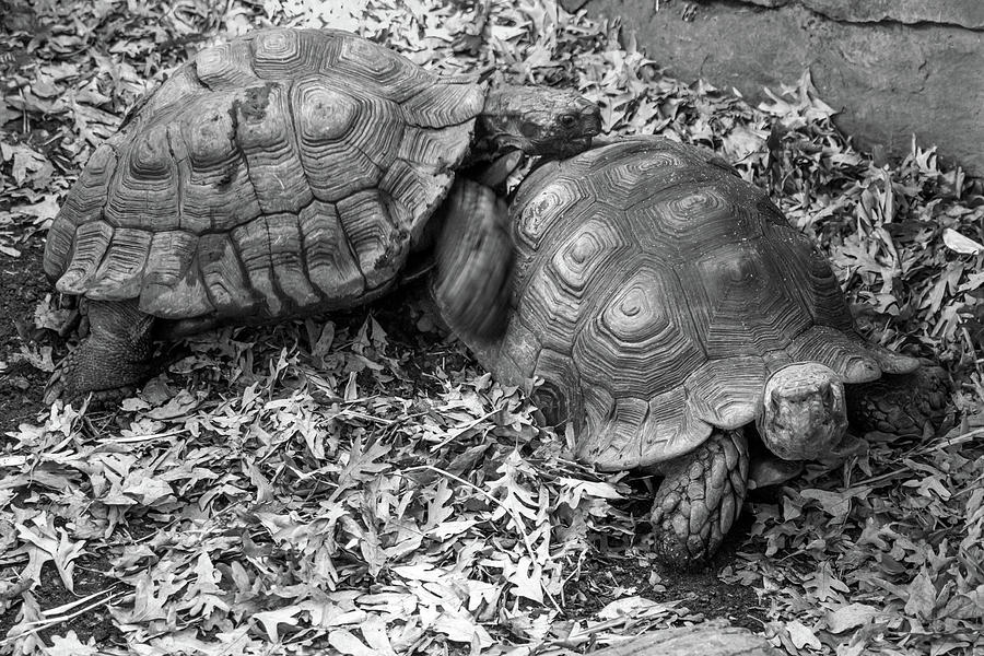 Tortoise Couple Photograph by Beygan Sundaramurthy - Fine Art America