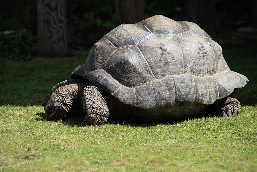 Tortoise Photograph by Craig Alderton - Pixels