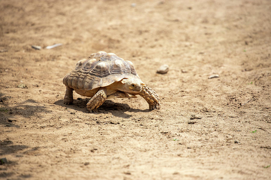 Tortoise Photograph