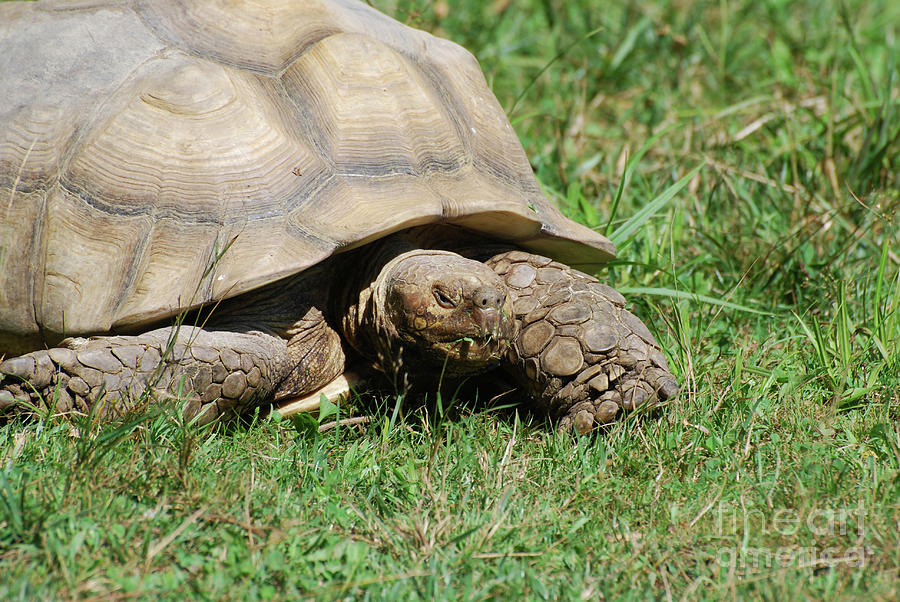 Tortoise Eating Blades of Grass in the Wild Photograph by DejaVu ...