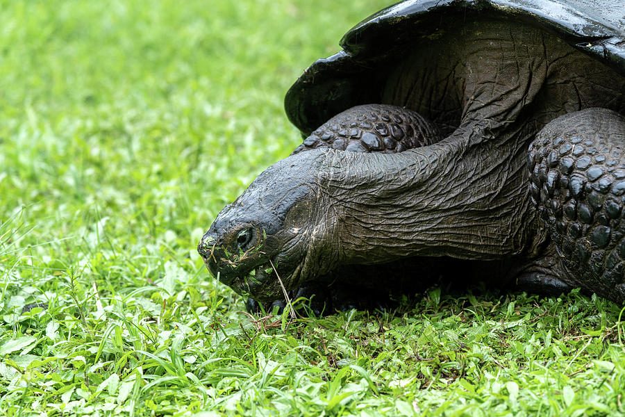 Tortoise Eating Photograph by Dana Matson