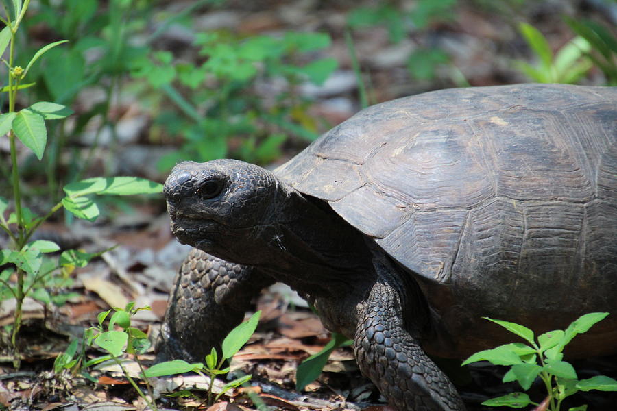 Tortoise Photograph by Eva Underberg | Pixels