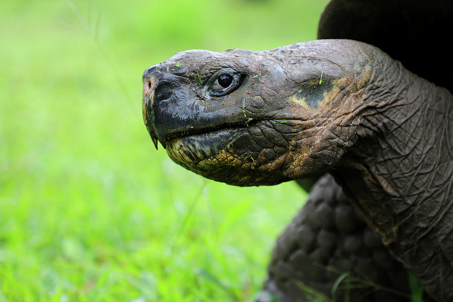 Tortoise Head Shot Photograph by Jenna Wilson - Fine Art America