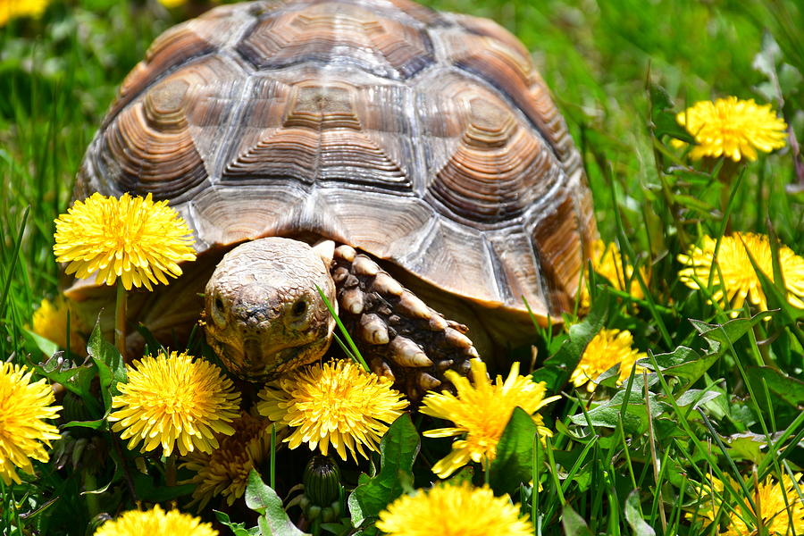 Tortoise in a field of Dandelions Photograph by Tiffany Anne - Fine Art ...